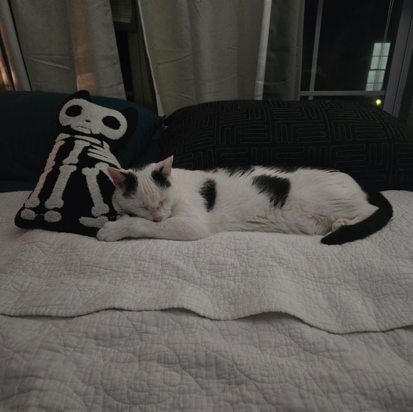 Meet the Posher ๐ - Picture 4 of 5